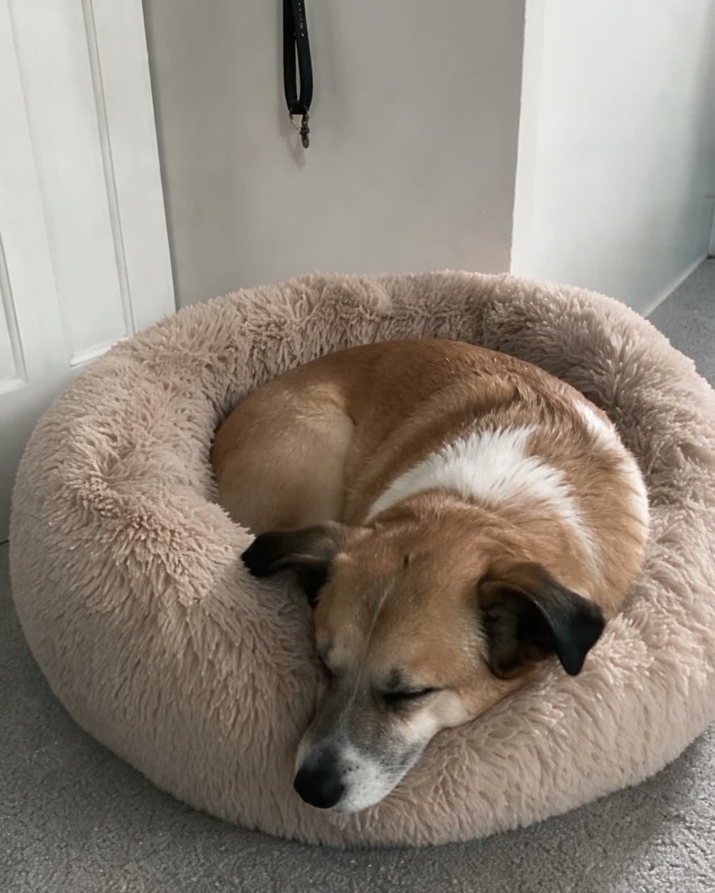 Dog curled in the oat DenKind Calm Bed, chin on the raised rim