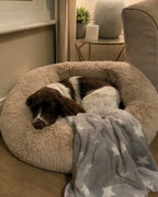 Spaniel asleep in the oat DenKind Calm Bed, evening lamp light