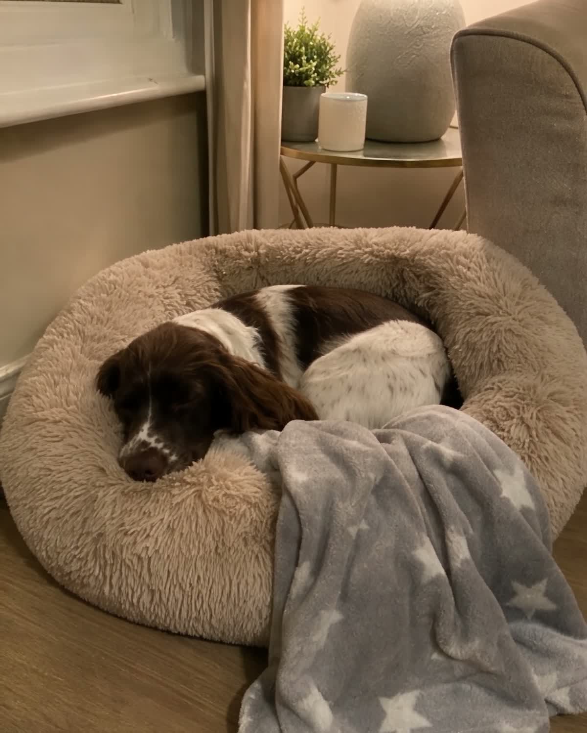 Spaniel asleep in the oat DenKind Calm Bed, evening lamp light