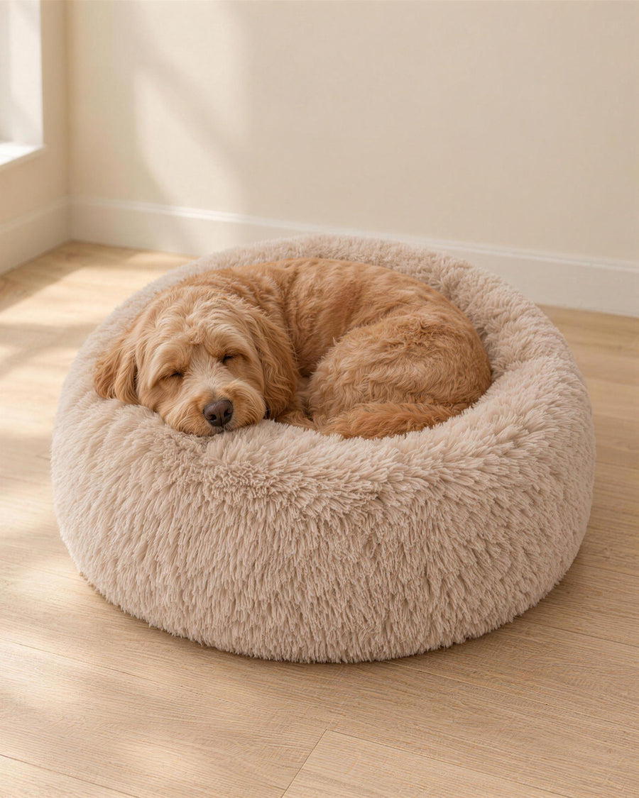 Cockapoo asleep in the M Calm Bed