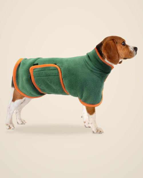 Beagle wearing the green DenKind After-Walk Robe, side view